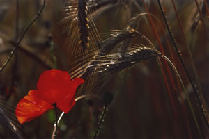 Günter Blutke, "Mohn", 2000